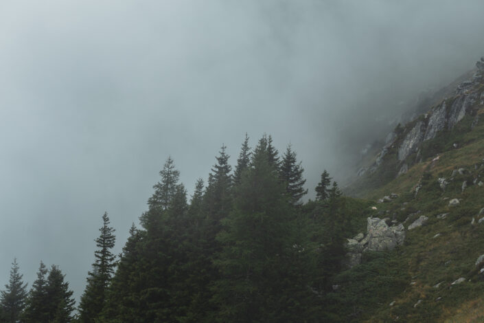 forêt sapin chamonix