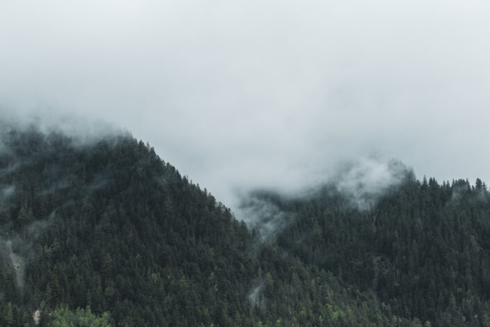 les sapins montagne alpes